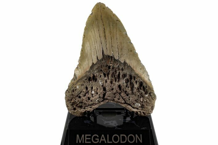 Huge, Fossil Megalodon Tooth - North Carolina #199710